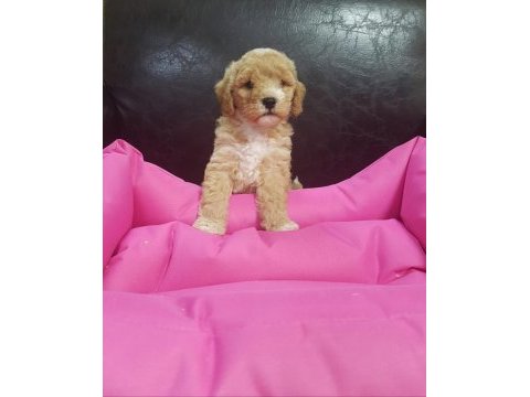 İnanılmaz güzellikte maltipoo yavrular