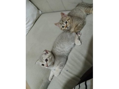 Erkek yavru scottish fold