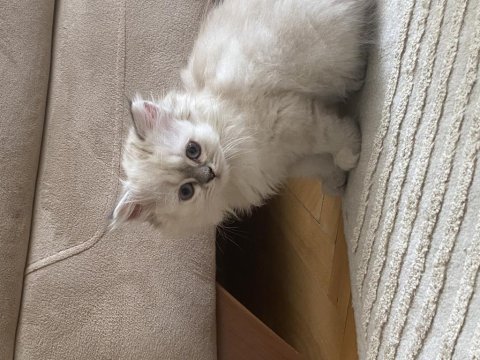 Safkan british longhair bluepoint dişi yavrular