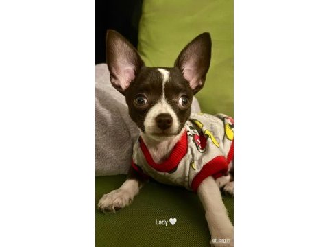 Şehir değişikliği nedeniyle köpeğimi vermek zorundayım