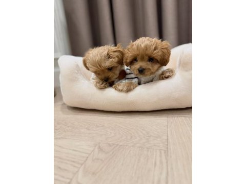 Irk garantili maltipoo yavruları