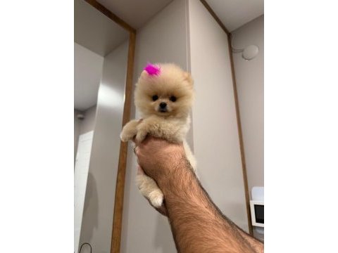 Uygun fiyata verilecek pomeranian