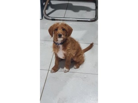 Poodle kırması 2 yavrumuz ücretsiz