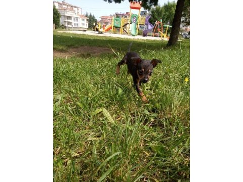 3 aylık safkan dişi pinscher uyguna verilecektir