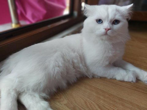 Acil şehir dışına taşıyacağız 8 aylık chinchilla