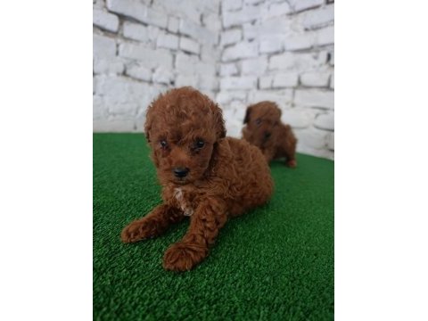 Toy poodle yavrularımız