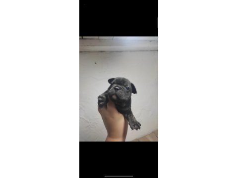 Köpeklerin sahiplerini bekliyoruz dişi erkek mevcut