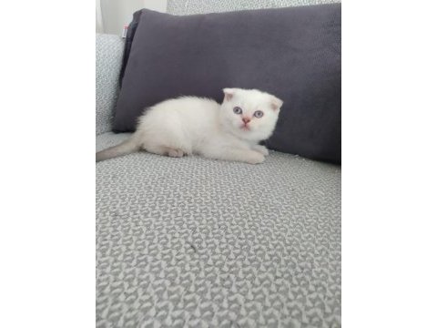 Blue point 50 günlük scottish fold