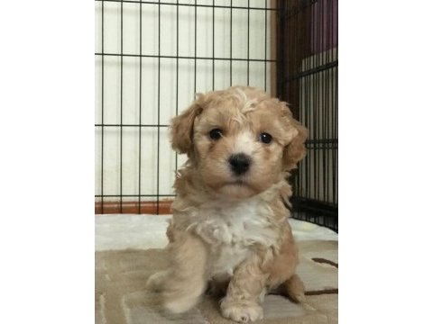 Kalite f1 maltipoo yavrular anne altından