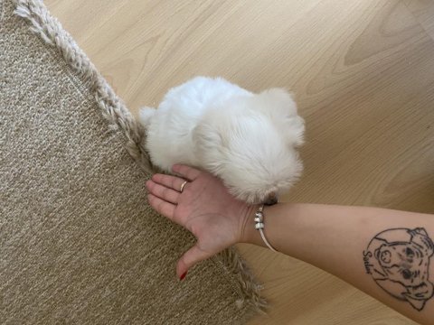 0-2 aylık dişi maltese terrier