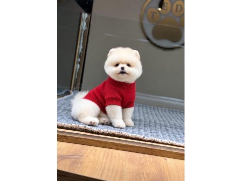 Sağlık ve ırk garantili pomeranian