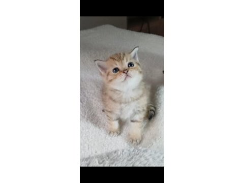 Veteriner kontrollu golden bebeklerimiz