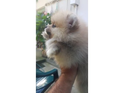 Yuva arıyor pomeranian boo