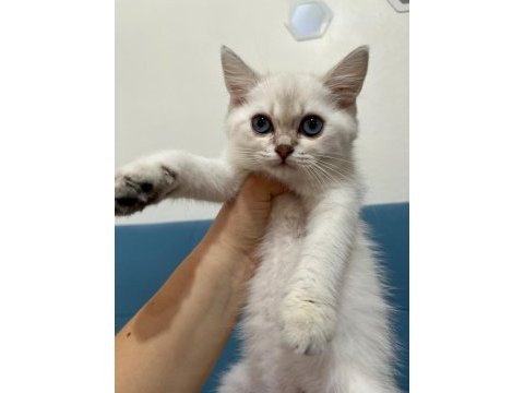 Blue point british shorthair kızımız yeni yuvasını arıyor