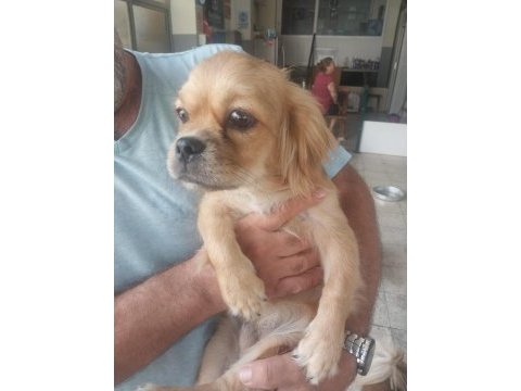 Pekinez köpeğim