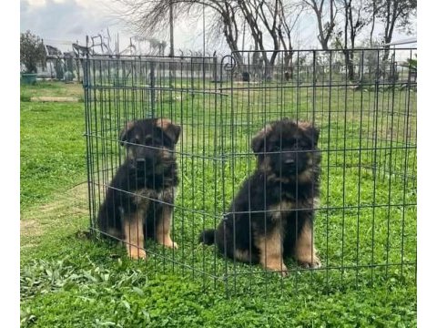 K9 alman çoban kurdu