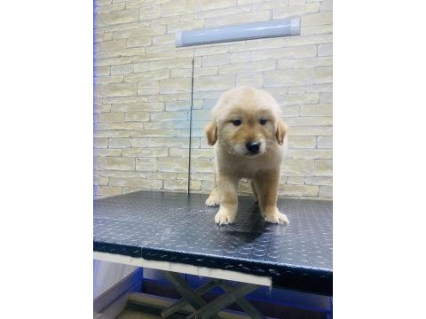 Koca kafa baby face macar golden retriever
