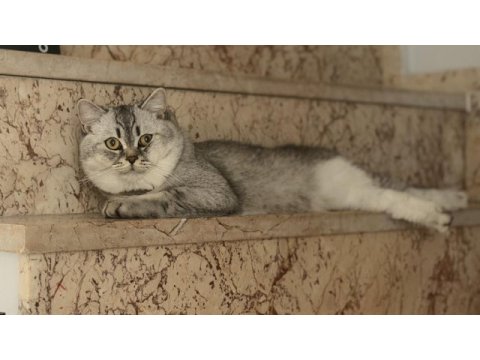 Kedimiz spars yeni sahipler arıyor