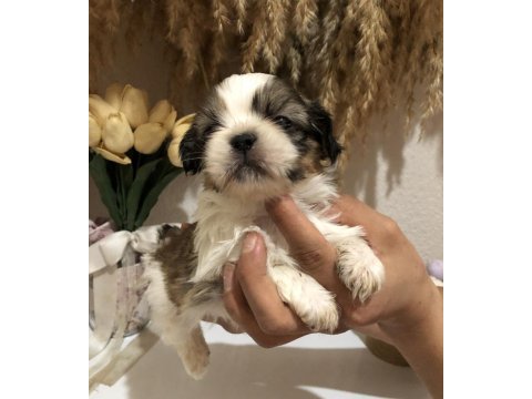 Küt burun kısa bacak orjinal a++ kalite köpeklerimiz