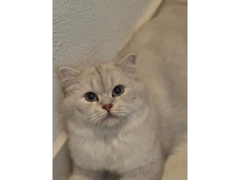 British longhair erkek