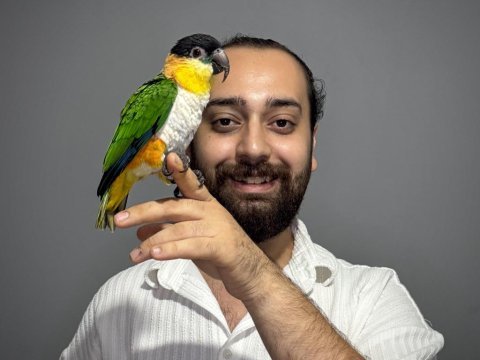 Oyuncu caique papağanı full eğitimli evcil