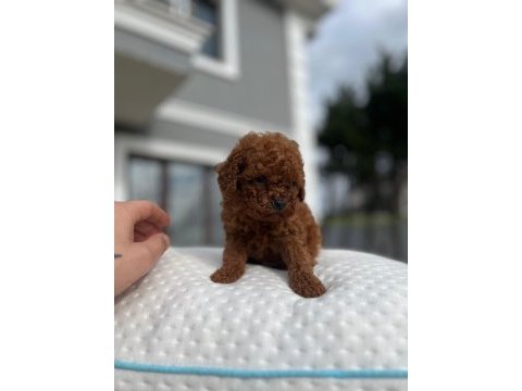 Aa kalite kore toy poodle