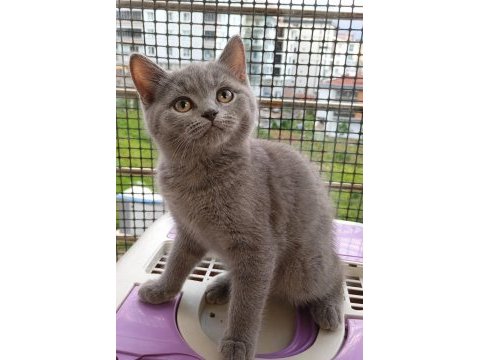 Hayatınıza neşe katacak british shorthair yavru