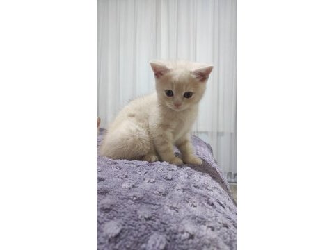2 adet erkek british shorthair