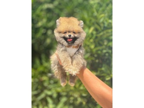 Orjinal pomeranian boo yavrularımız