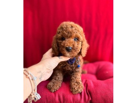 2,5 aylık toy poodle