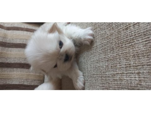 Yavru imperiyal dişi pekinez köpekler