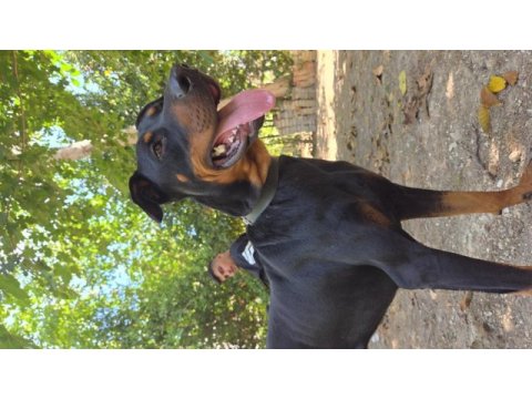 Sahiplendirilecek ücretsiz acil doberman