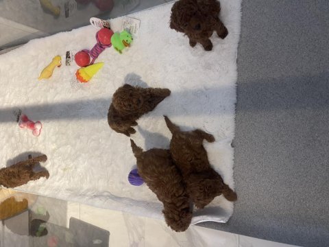 Poodle akademiden köpekler