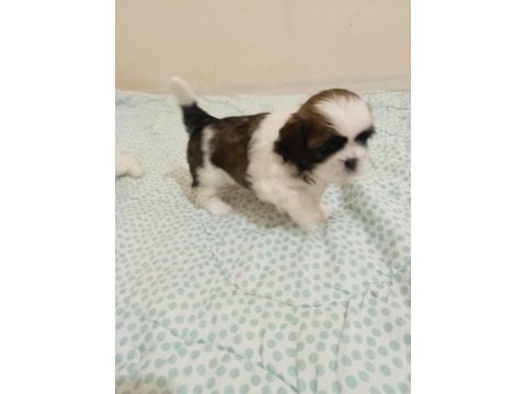 Shih tzu yavrular
