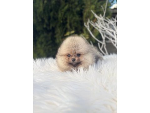 Pomeranian boo dişi yavrularımız