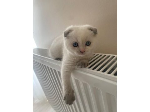 Yavru 2 aylık scottish fold
