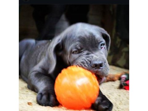 Cam gözlü cane corso yavrular