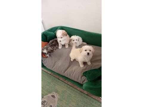 Yavru terrier maltese