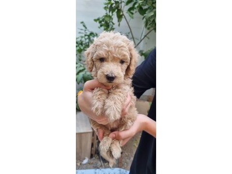 Toy poodle yavrular izmir