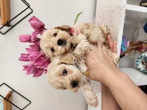 45 günlük maltipoo yavrularımız