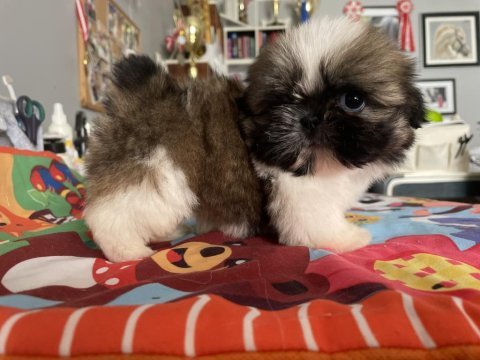 Teacup shih tzu