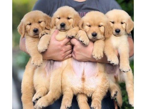 Oyunsever golden retriever yavrular