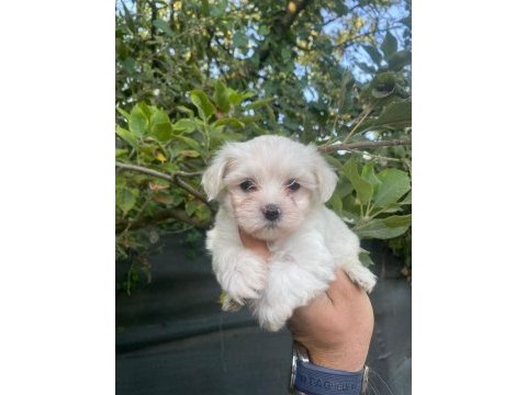 Maltese terrier yavrular