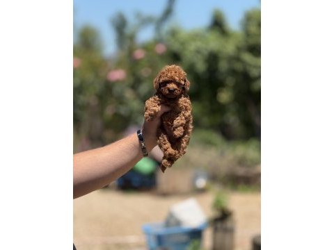En küçük boy teacup poodle bebekler 