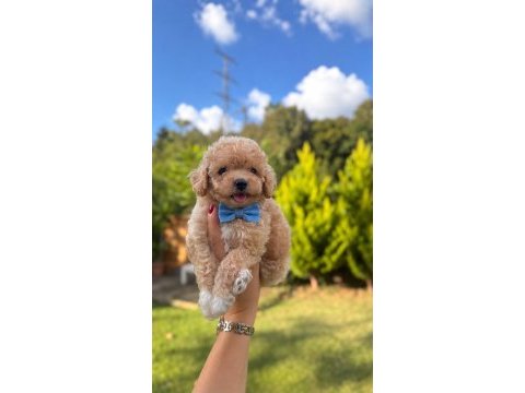 Benek yüzlü maltipoo oğlum