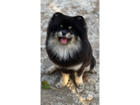 Black tan pomeranian boo erkek