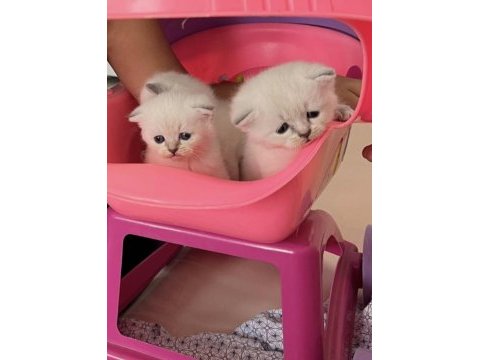 İki adet scottish fold