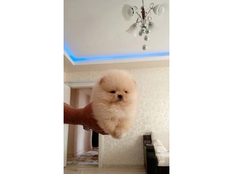 Bal gibi teacup ayıcık mini boy pomeranian