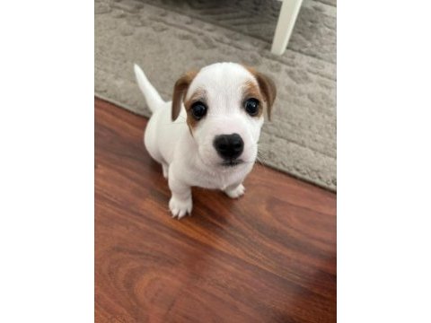 Muhteşem ırk güzeli jack russell yavrular