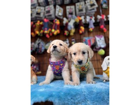 Her eve uygun golden retriever bebekler